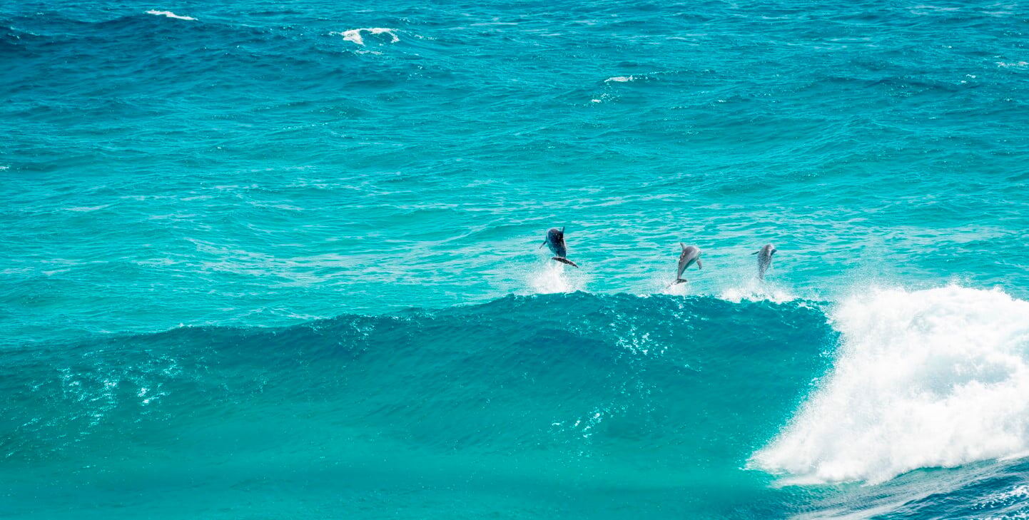 Bottlenose dolphin habitat: characteristics, threats and how we protect it